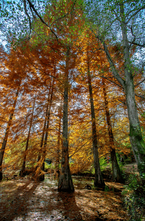 Atatürk Arboretumu Ağaçlar